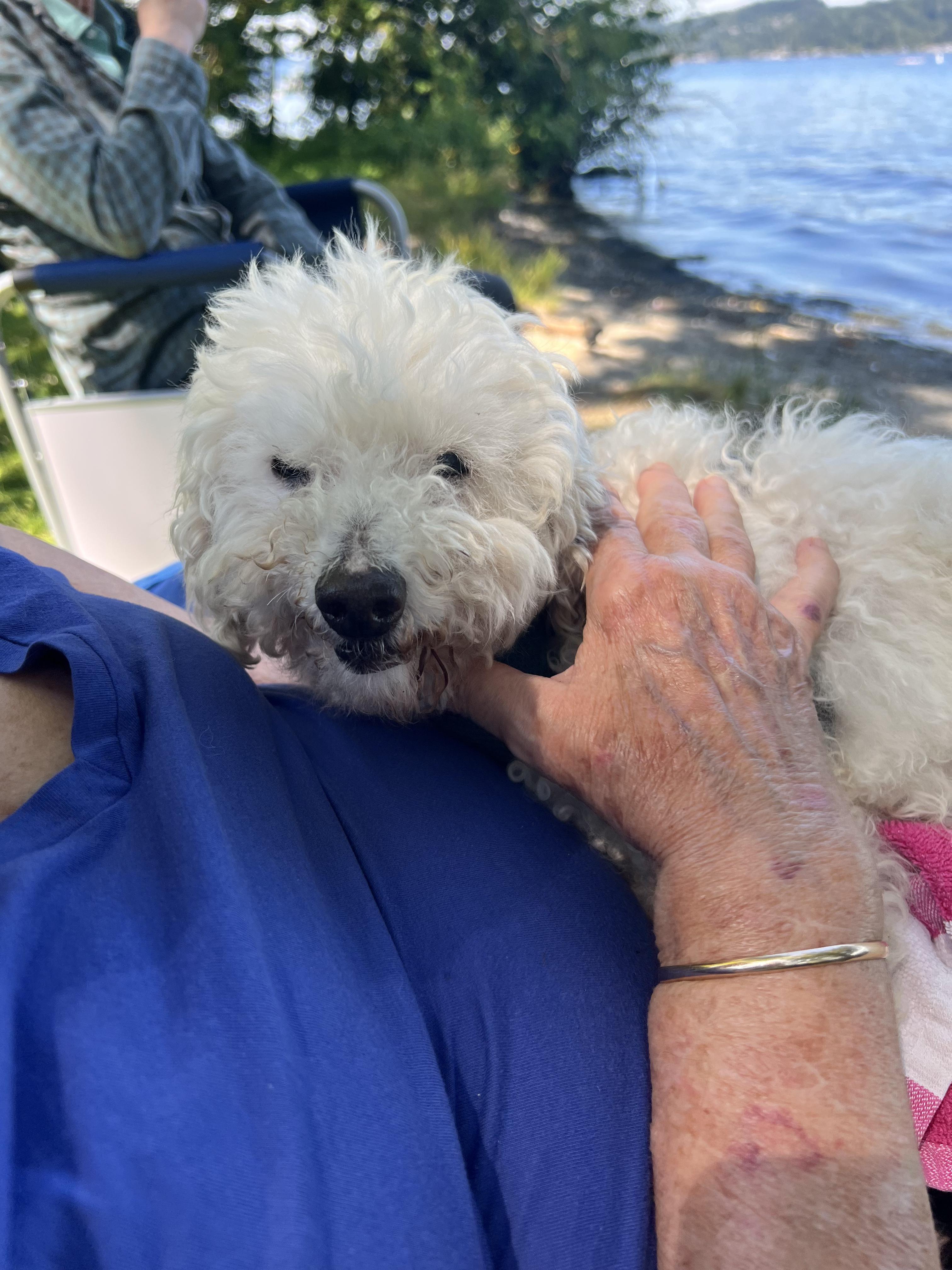 Enlarge Irving, a Adopted Miniature Poodle in Lake Elsinore, CA image 1/1