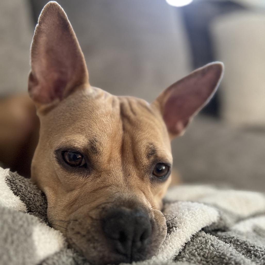 Honey, Adoptable, Adult Female Mixed Breed.