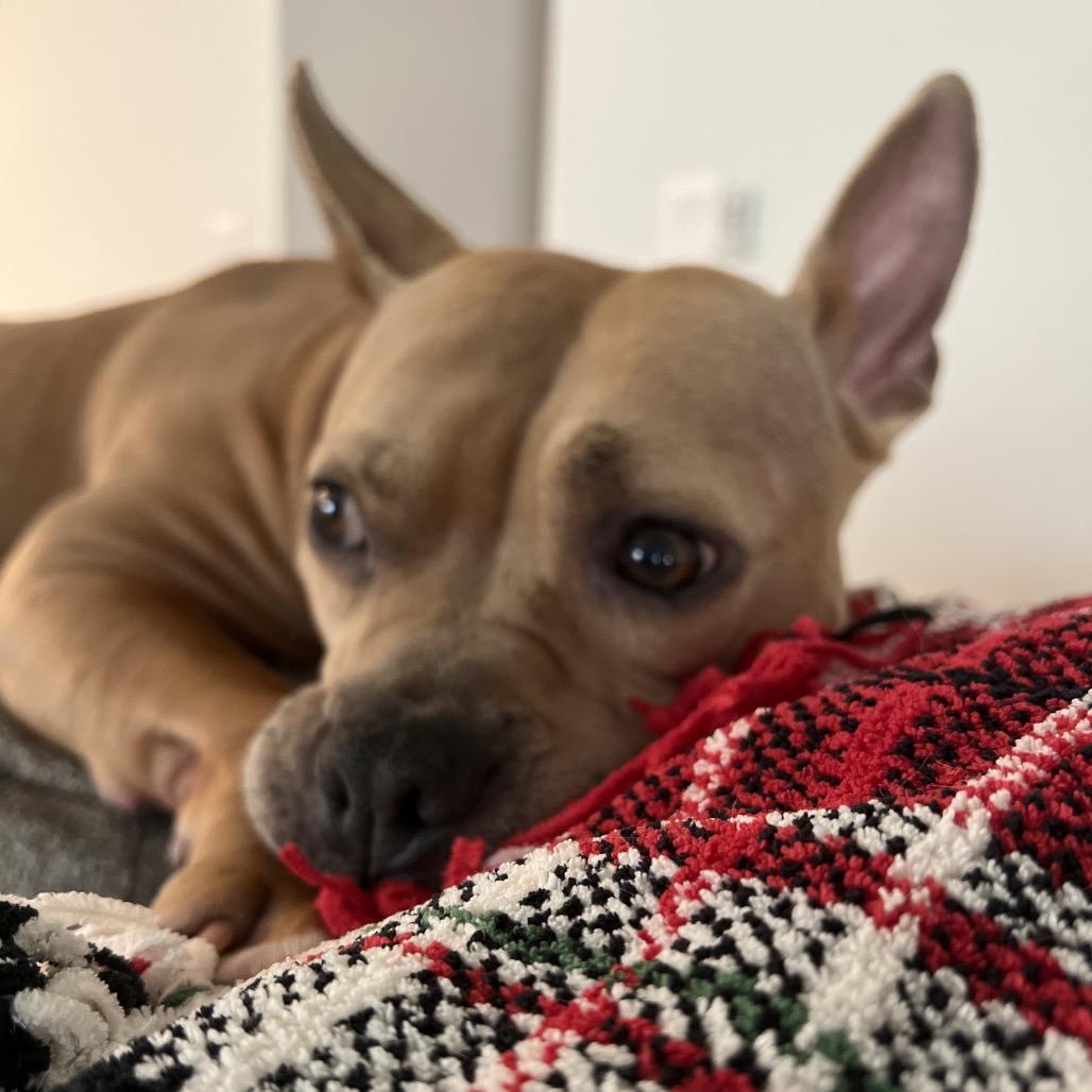 Enlarge Honey, a Adoptable Mixed Breed in Saratoga Springs, NY image 2/5