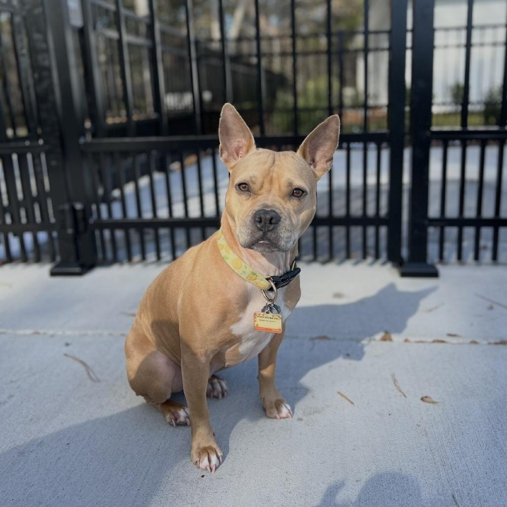 Enlarge Honey, a Adoptable Mixed Breed in Saratoga Springs, NY image 3/5