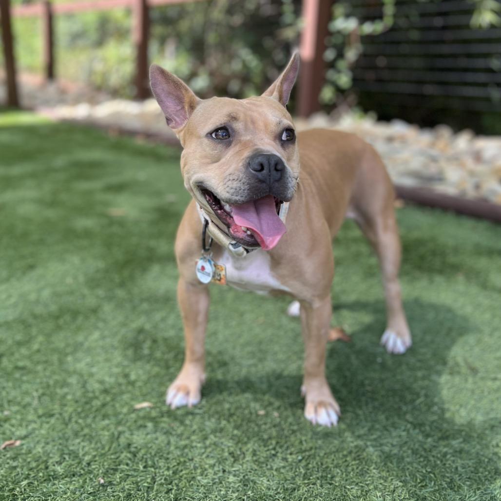 Enlarge Honey, a Adoptable Mixed Breed in Saratoga Springs, NY image 4/5