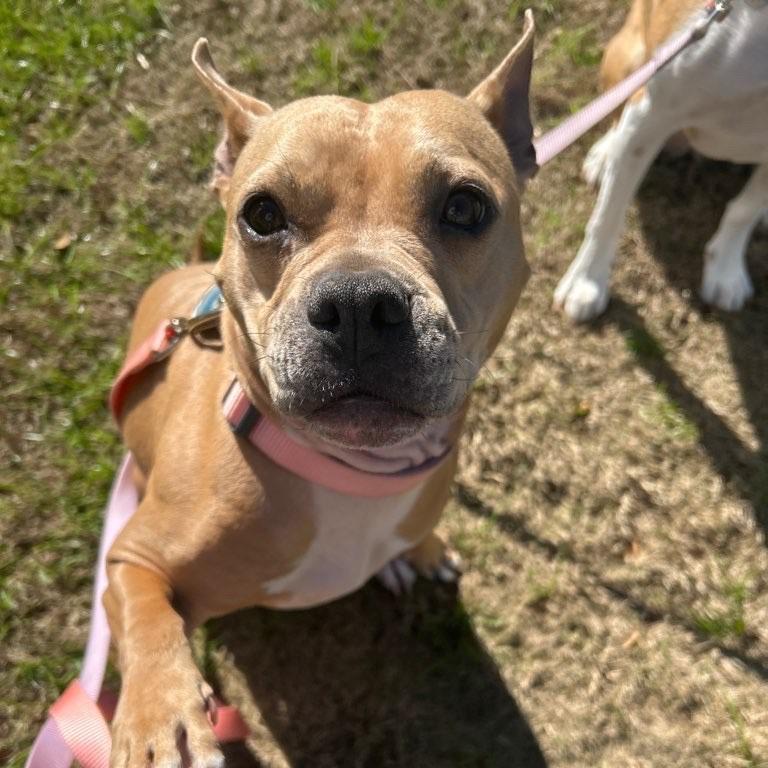 Enlarge Honey, a Adoptable Mixed Breed in Saratoga Springs, NY image 5/5