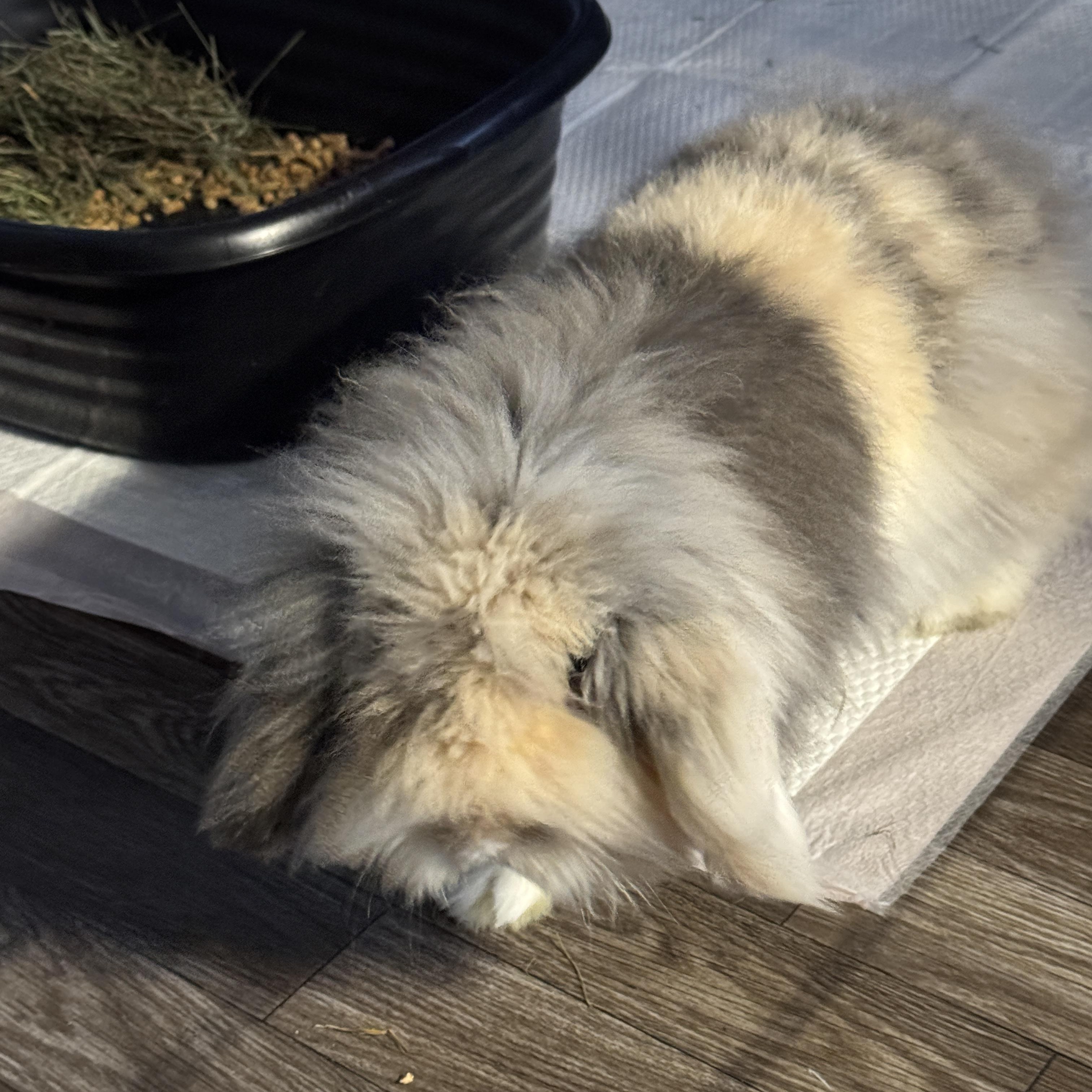 Cosmo, ADOPTABLE, Young Male Lop Eared.