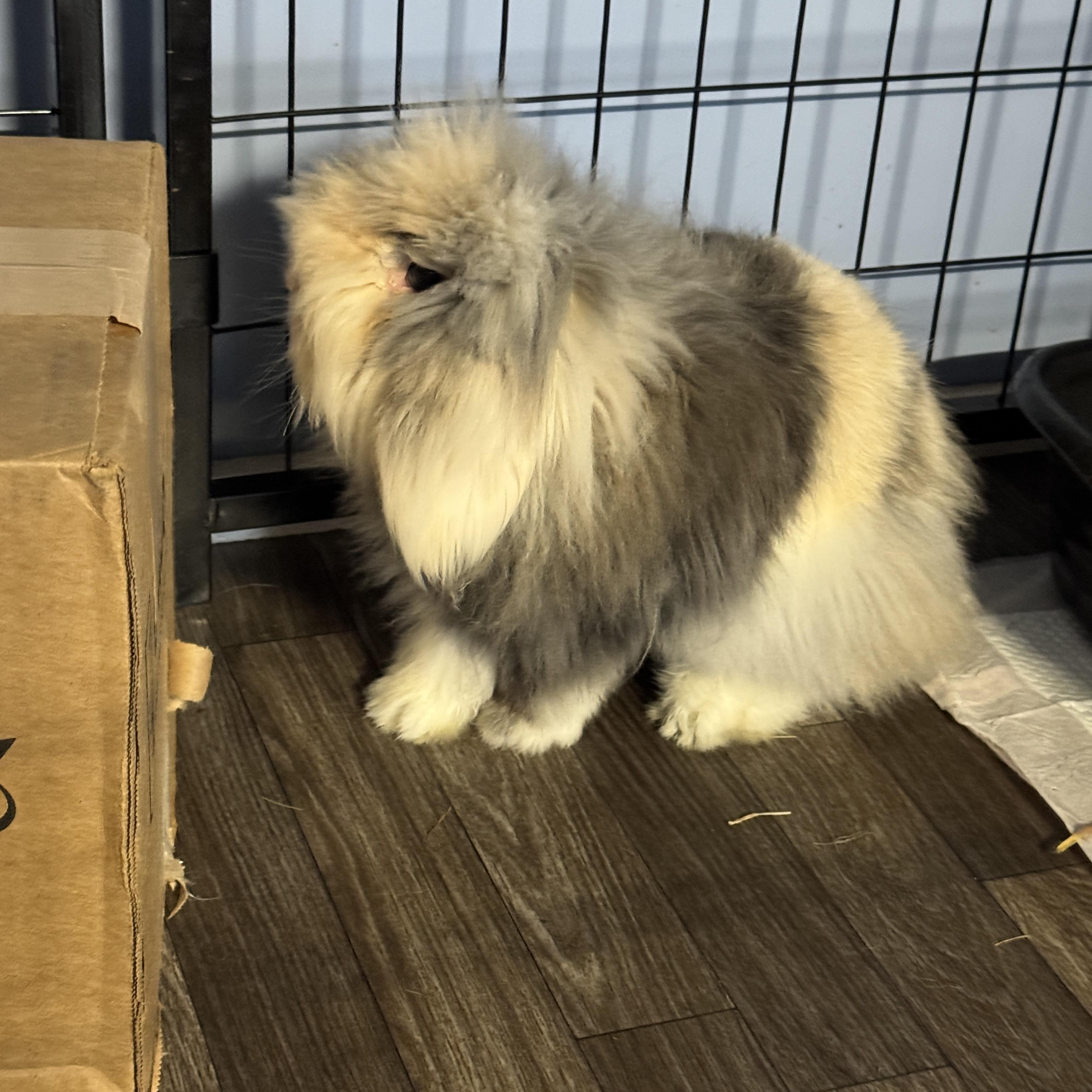 Enlarge Cosmo, an adopted mixed breed in Knoxville, TN image 2/3