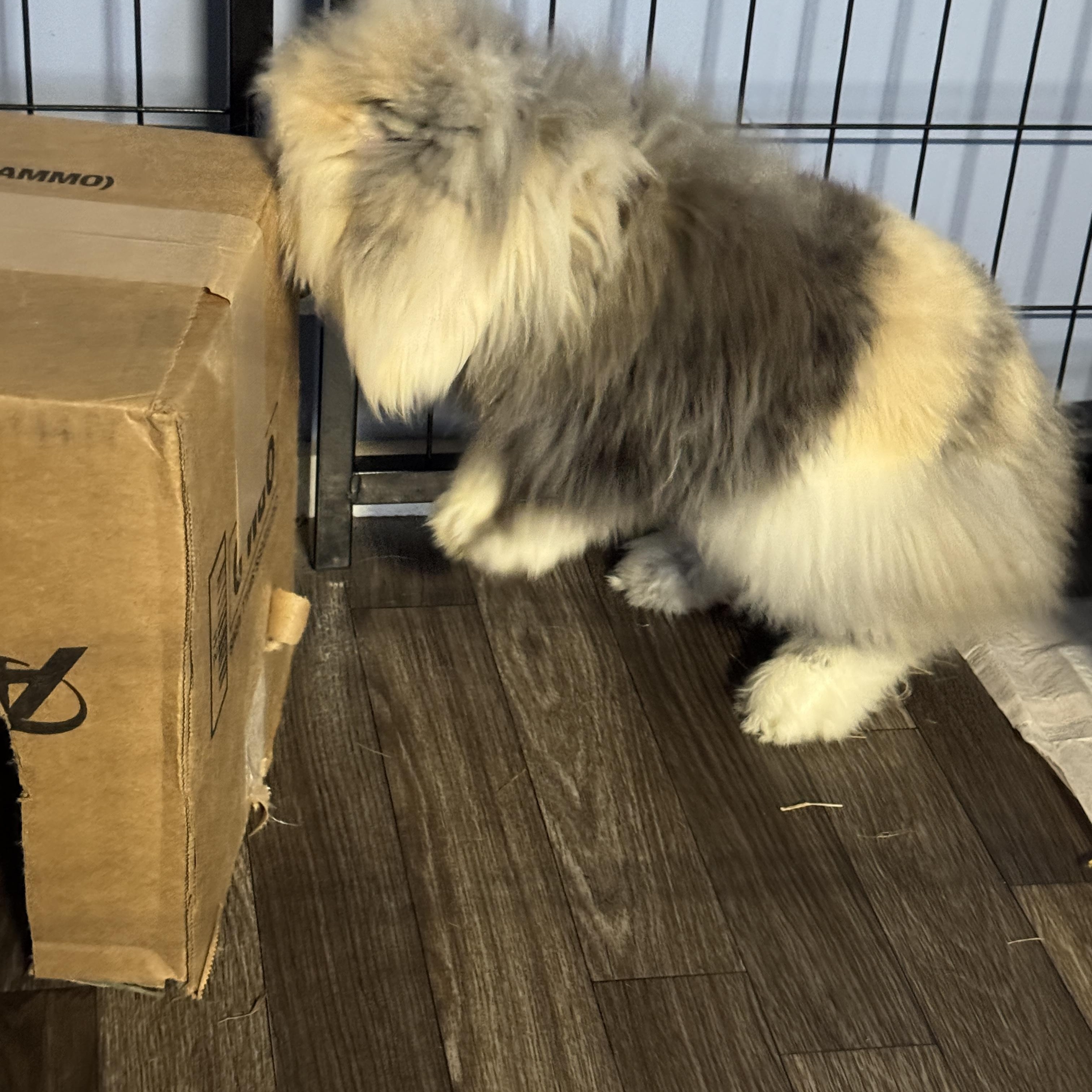 Enlarge Cosmo, an adopted mixed breed in Knoxville, TN image 3/3