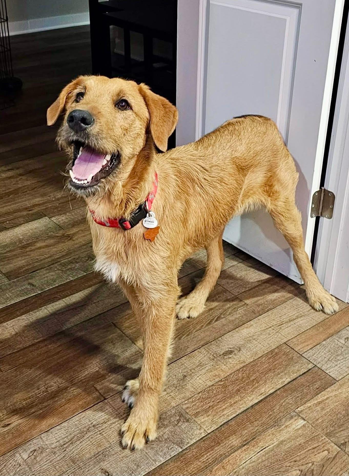 Enlarge Fozzie, a Adoptable mixed breed in Rockwall, TX image 2/3