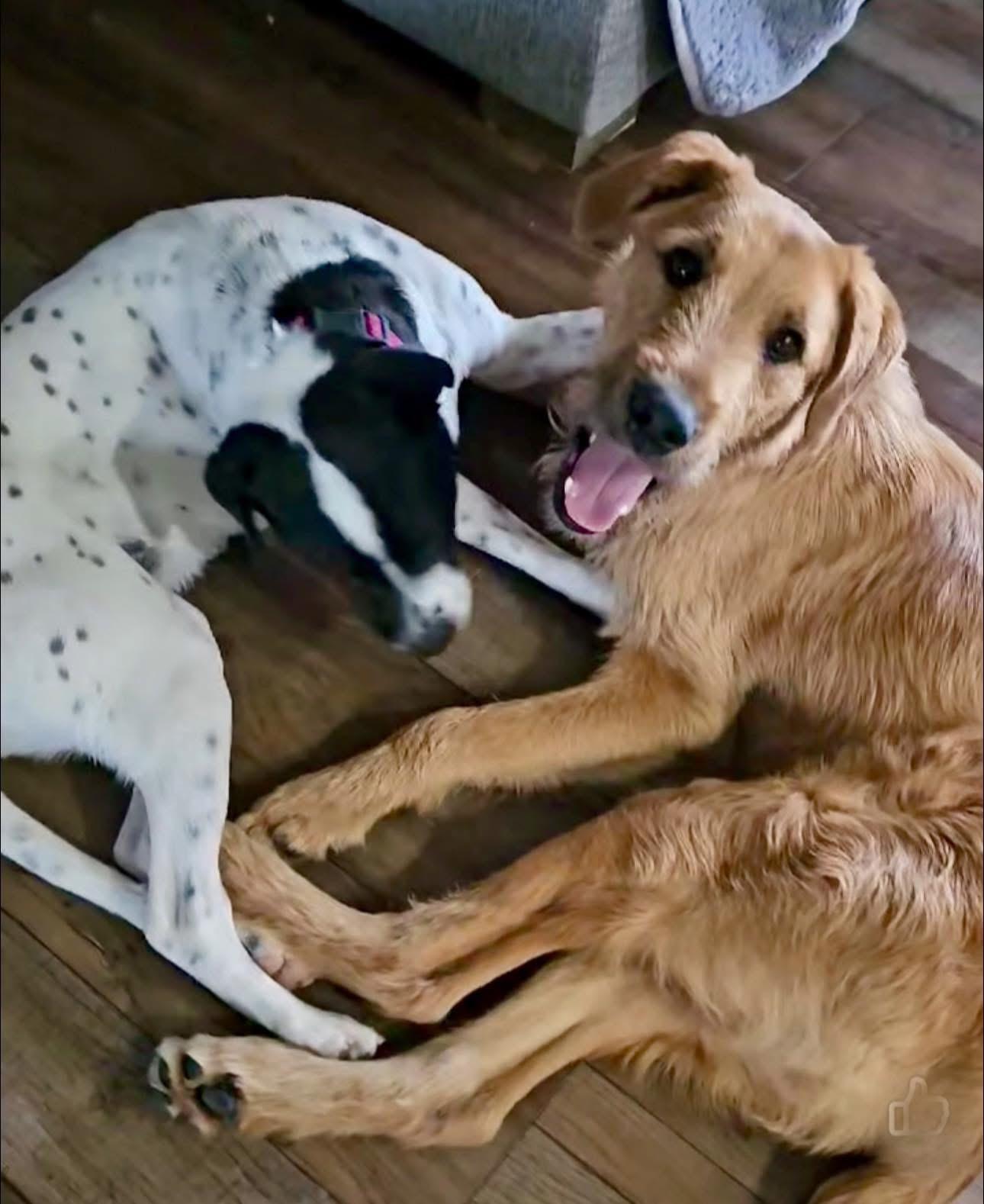 Enlarge Fozzie, a Adoptable mixed breed in Rockwall, TX image 3/3