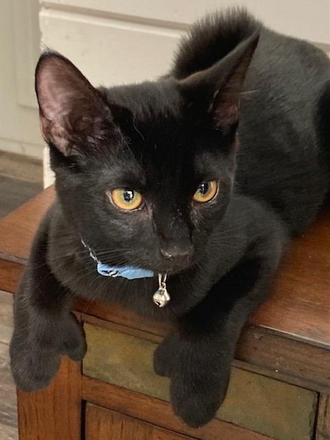 Mittens