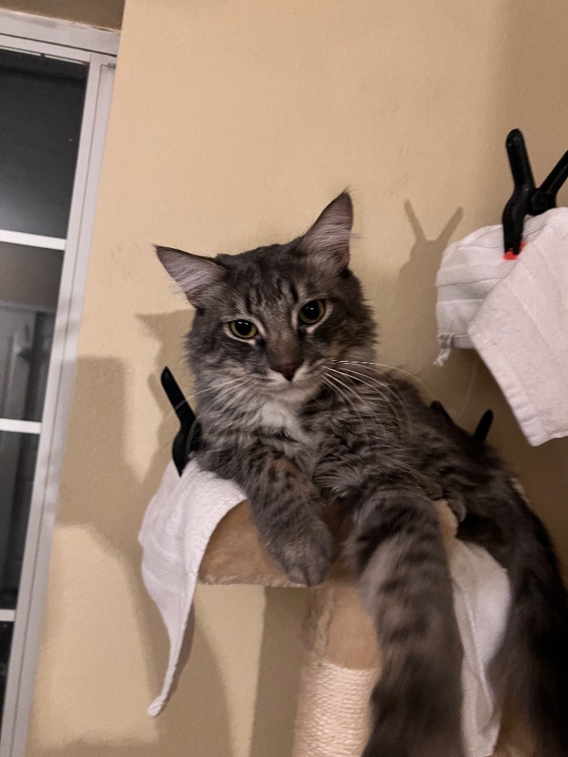 Archer, Adopted, Adult Male Norwegian Forest Cat & Domestic Medium Hair.