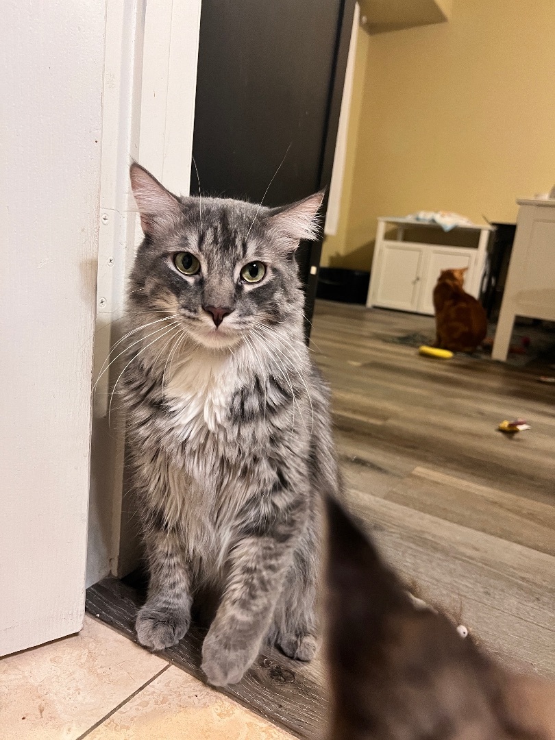 Enlarge Archer, a Adopted mixed breed in Tempe, AZ image 2/6