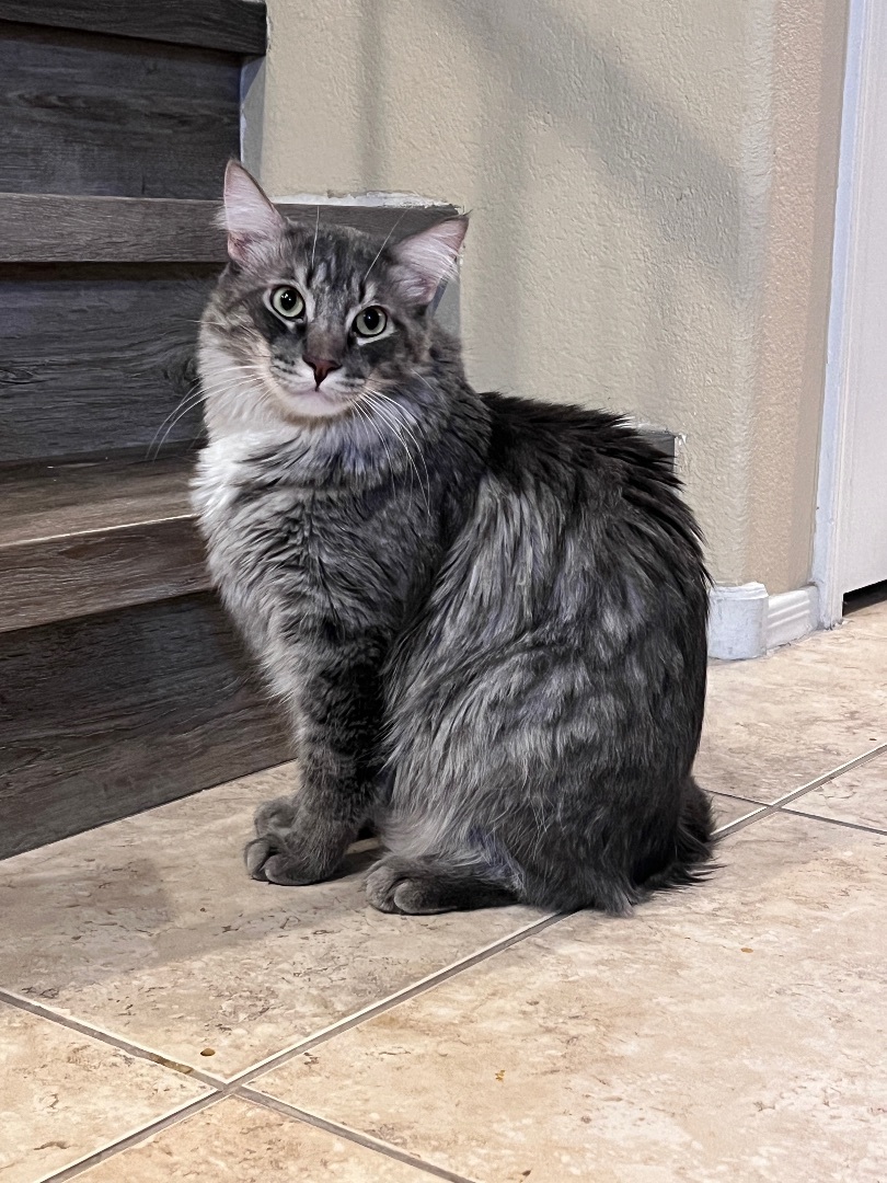 Enlarge Archer, a Adopted mixed breed in Tempe, AZ image 3/6