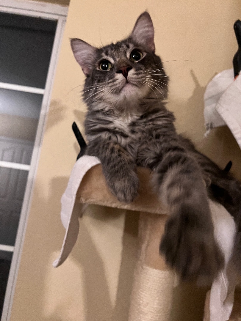 Enlarge Archer, a Adopted mixed breed in Tempe, AZ image 4/6