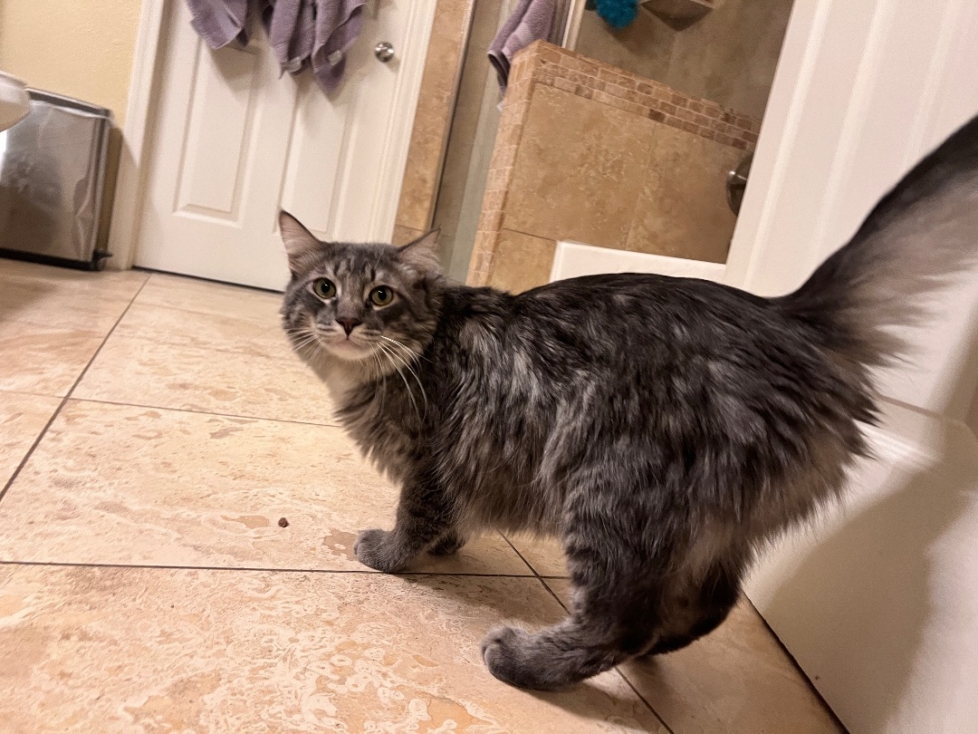 Enlarge Archer, a Adopted mixed breed in Tempe, AZ image 5/6