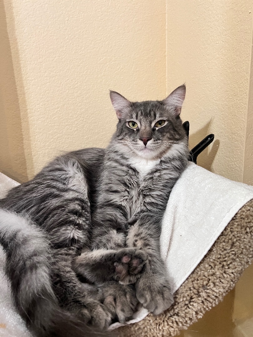 Enlarge Archer, a Adopted mixed breed in Tempe, AZ image 6/6