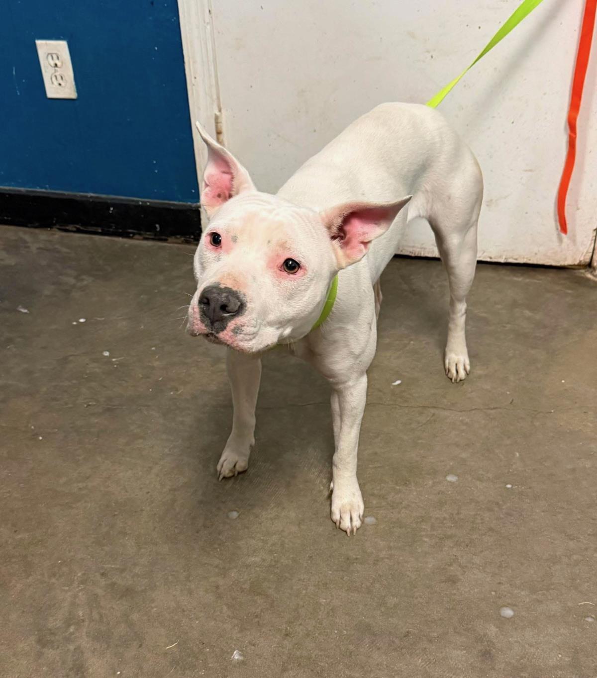 Enlarge Darling, a Adoptable mixed breed in Ozark, AL image 1/1