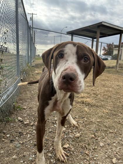 Jasper, Adoptable, Adult Male Pit Bull Terrier & Mixed Breed.
