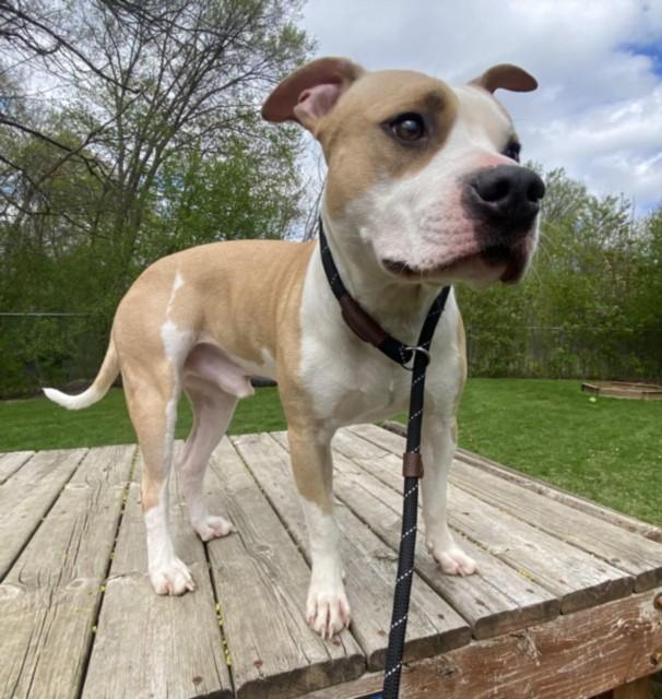 Enlarge COLLIN, a Adoptable Pit Bull Terrier in Clinton Township, MI image 1/1