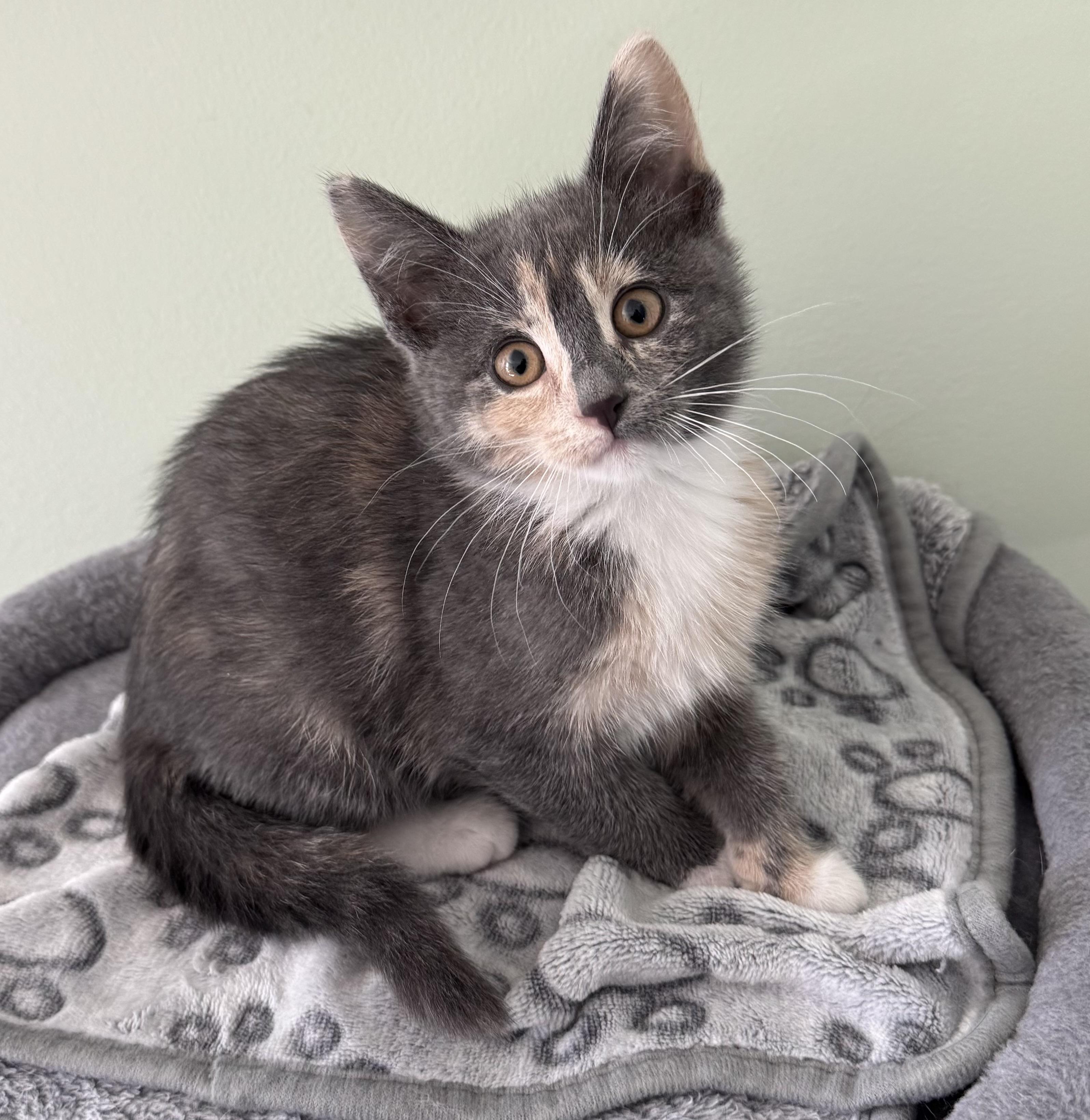 Enlarge Phoebe , an adopted Dilute Calico in Goshen, IN image 1/2