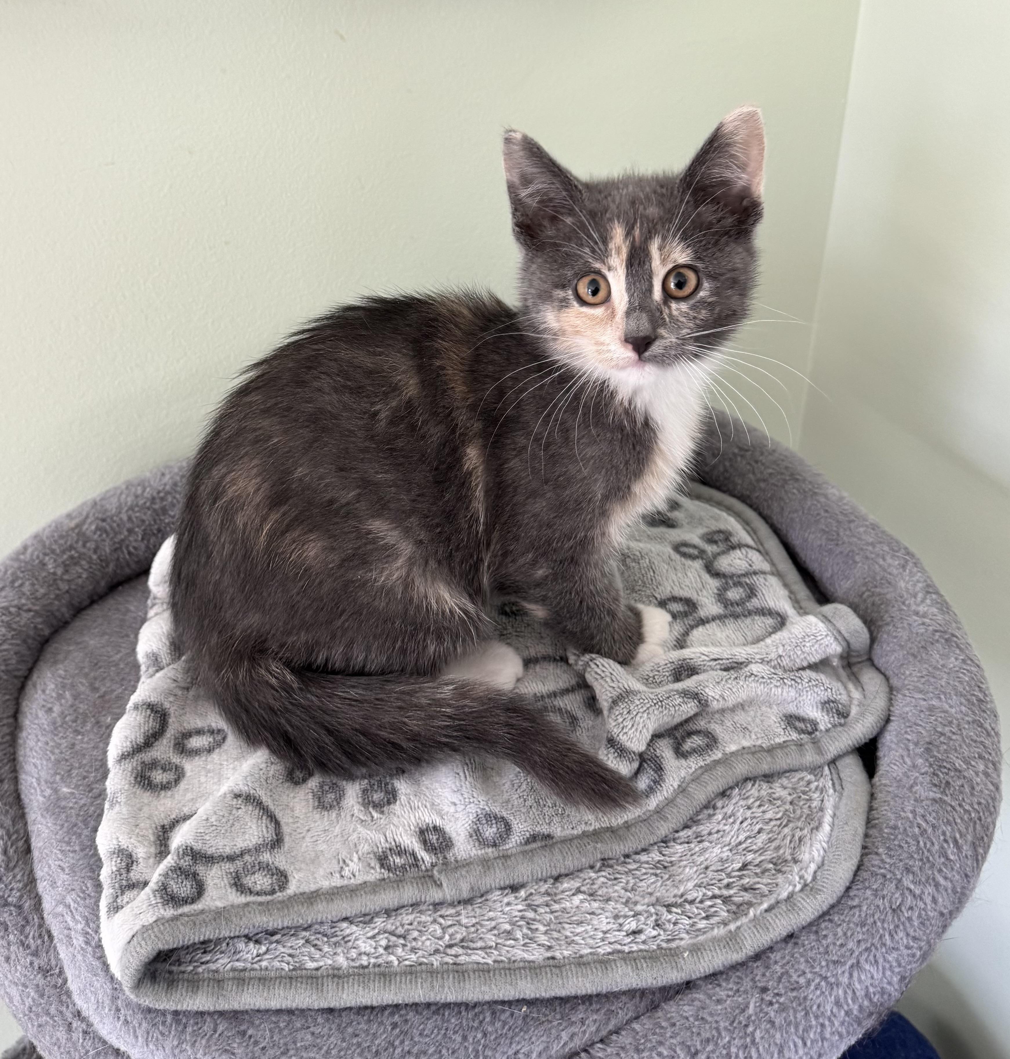 Enlarge Phoebe , an adopted Dilute Calico in Goshen, IN image 2/2