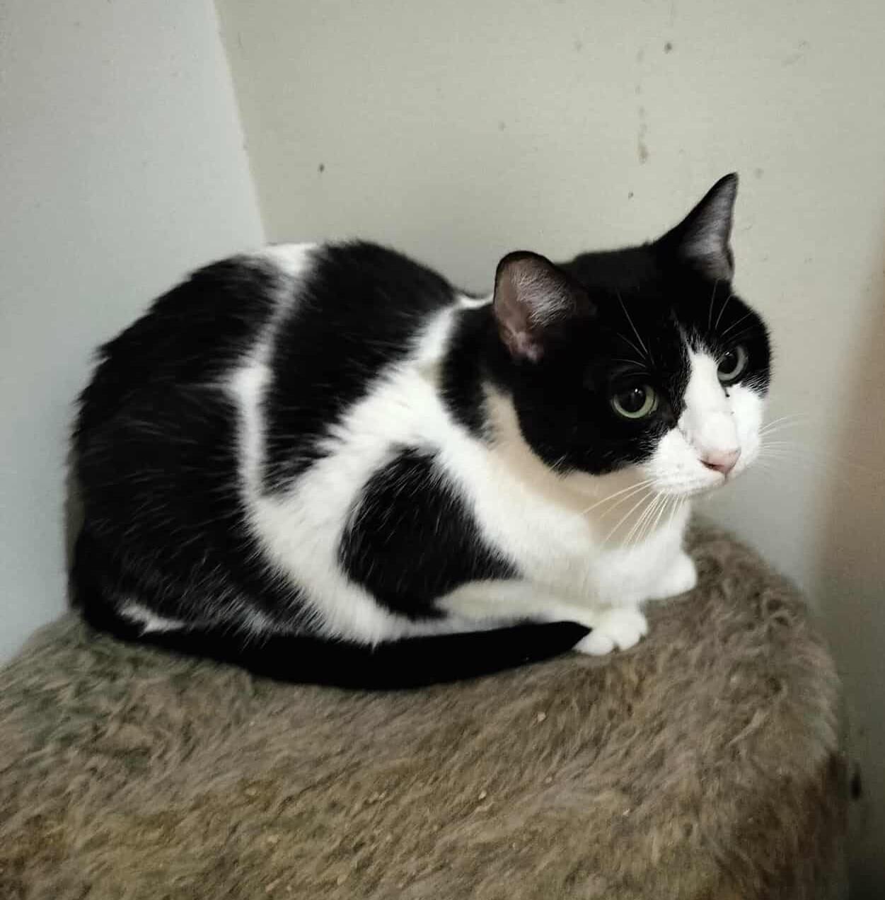 Enlarge VERONIKA, a Adoptable mixed breed in HEMET, CA image 3/5