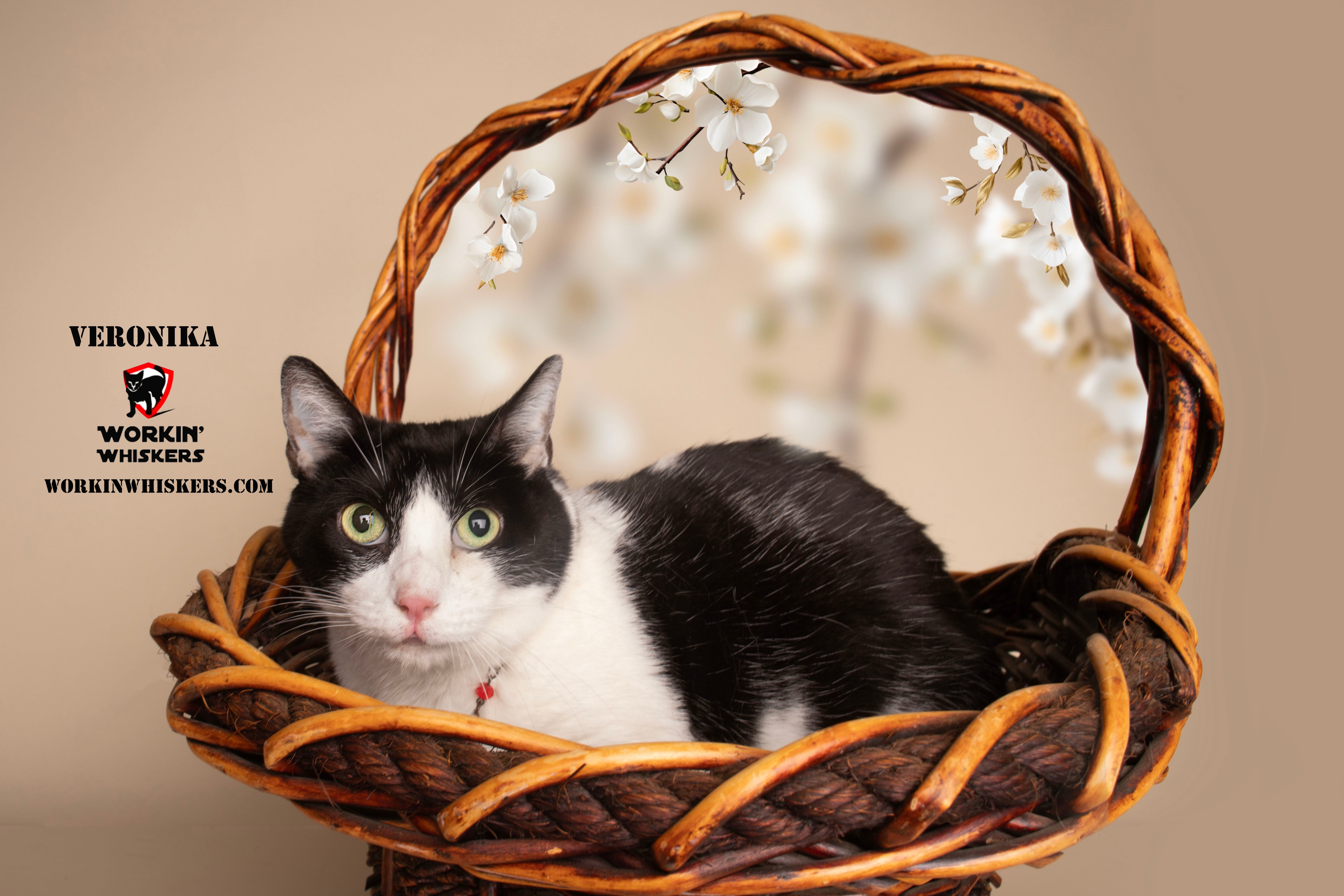 Enlarge VERONIKA, a Adoptable mixed breed in HEMET, CA image 1/2