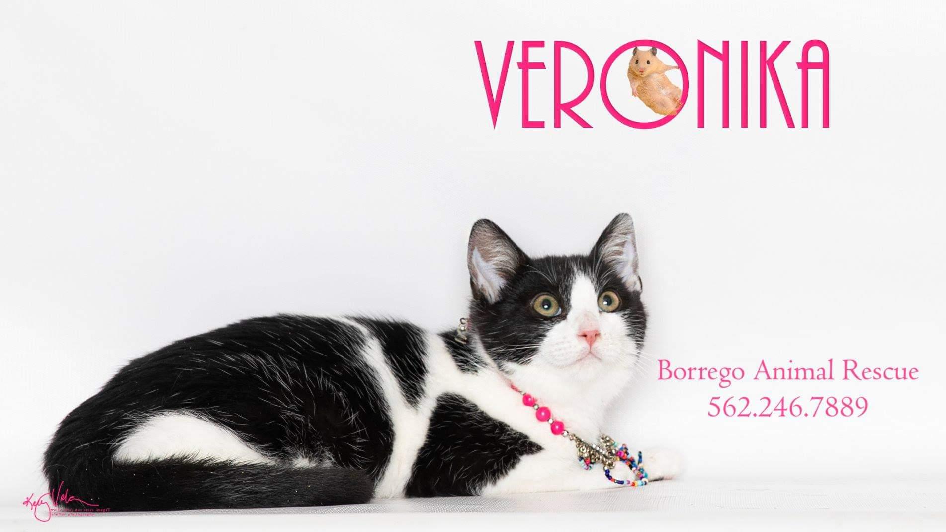 Enlarge VERONIKA, a Adoptable mixed breed in HEMET, CA image 4/5