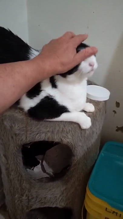 Enlarge VERONIKA, a Adoptable mixed breed in HEMET, CA video 5/5