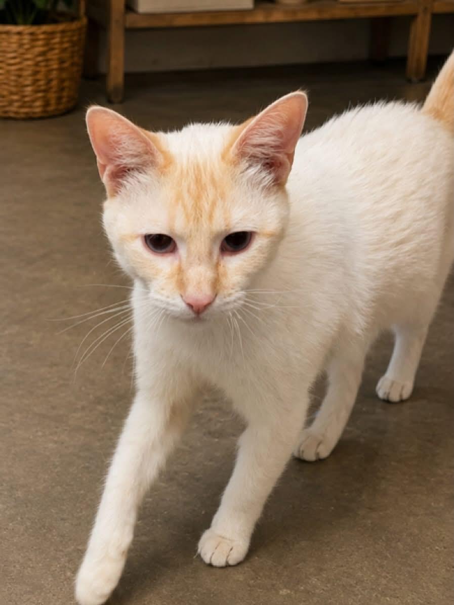 Enlarge Blaze, a ADOPTABLE American Shorthair in Belmont, NC image 1/1