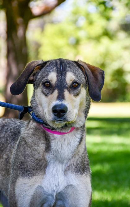 Clara, Adoptable, Adult Female Labrador Retriever & Siberian Husky.