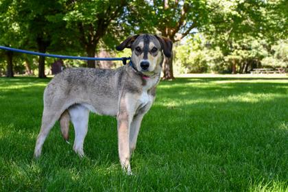 Clara, a Adoptable mixed breed in Yakima, WA image 1/2