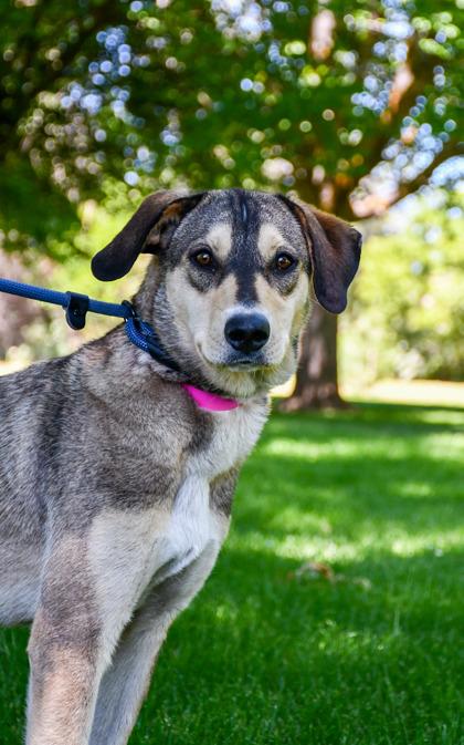 Clara, a Adoptable mixed breed in Yakima, WA image 2/2