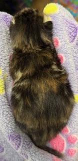 Sweets, a Adoptable mixed breed in Lawrenceville, GA image 1/2