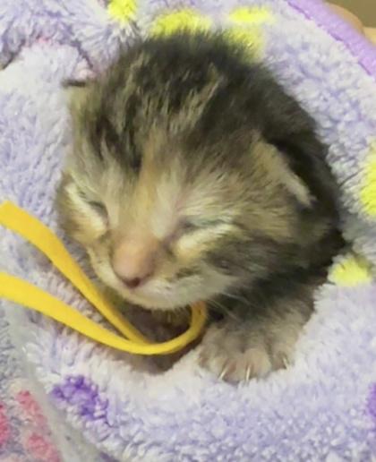 Sweets, a Adoptable mixed breed in Lawrenceville, GA image 2/2