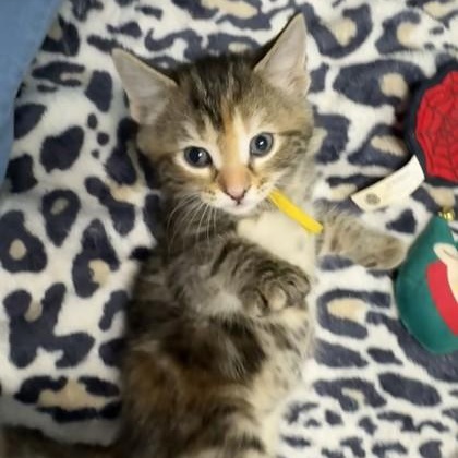 Sweets, Adoptable, Kitten Male Domestic Short Hair & Domestic Short Hair.