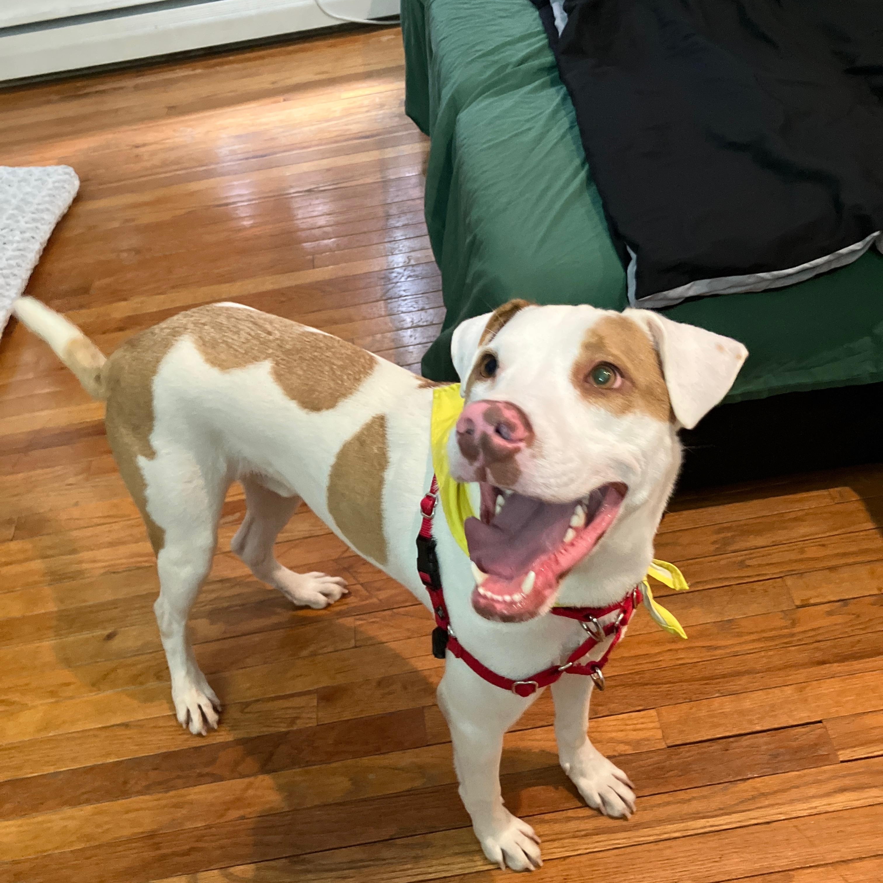 Enlarge Robby, a Adoptable Mixed Breed in Brooklyn, NY image 2/6