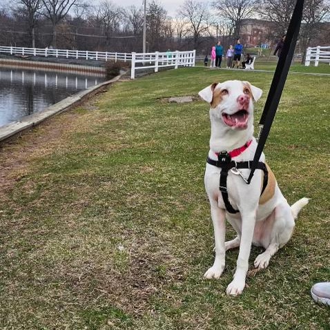 Enlarge Robby, a Adoptable Mixed Breed in Brooklyn, NY image 5/6