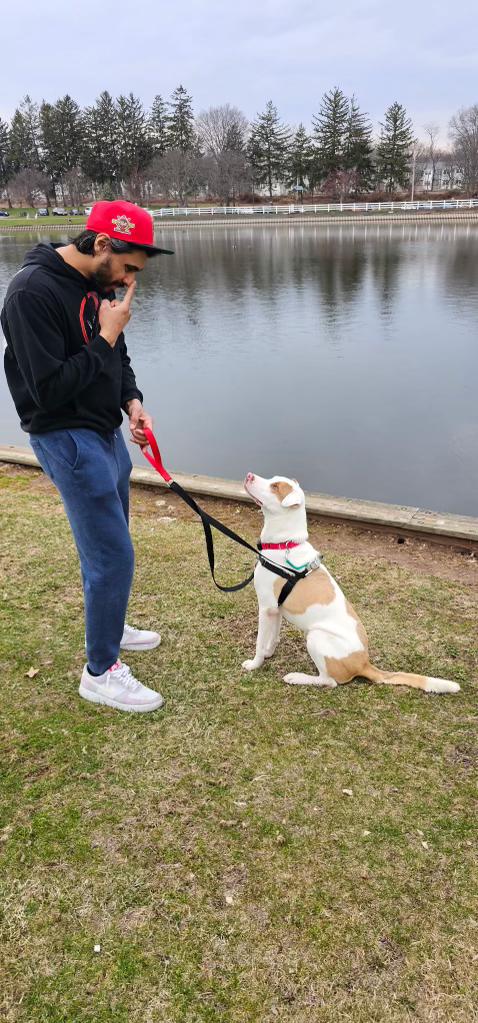 Enlarge Robby, a Adoptable Mixed Breed in Brooklyn, NY image 6/6