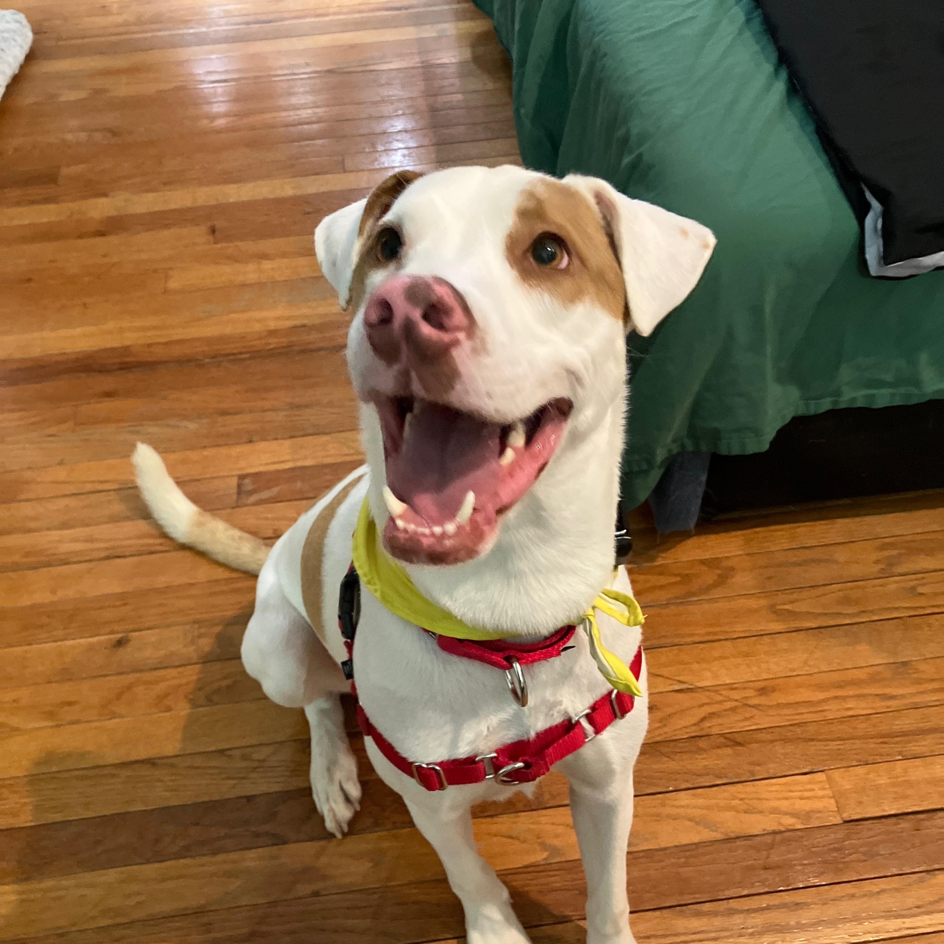 Robby, Adoptable, Adult Male Mixed Breed.