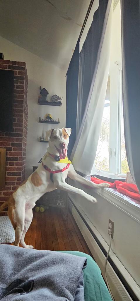 Enlarge Robby, a Adoptable Mixed Breed in Brooklyn, NY image 3/6