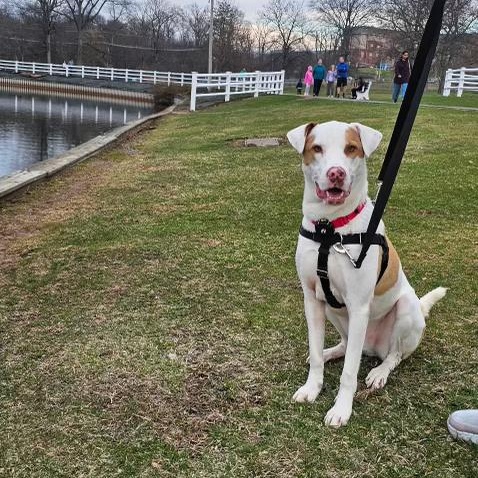 Enlarge Robby, a Adoptable Mixed Breed in Brooklyn, NY image 4/6