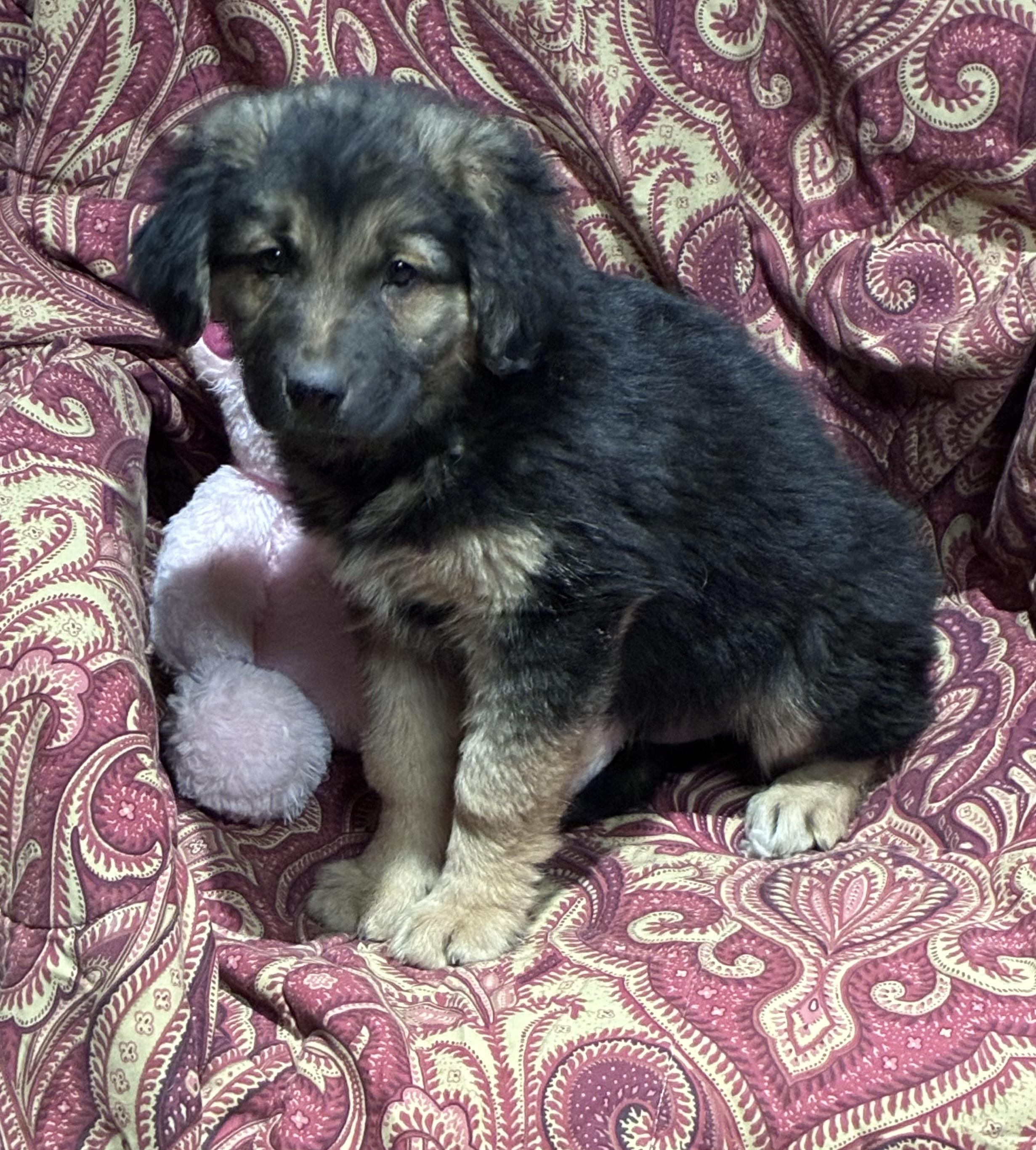 Hershey, adopted, Puppy Male German Shepherd Dog & Labrador Retriever.