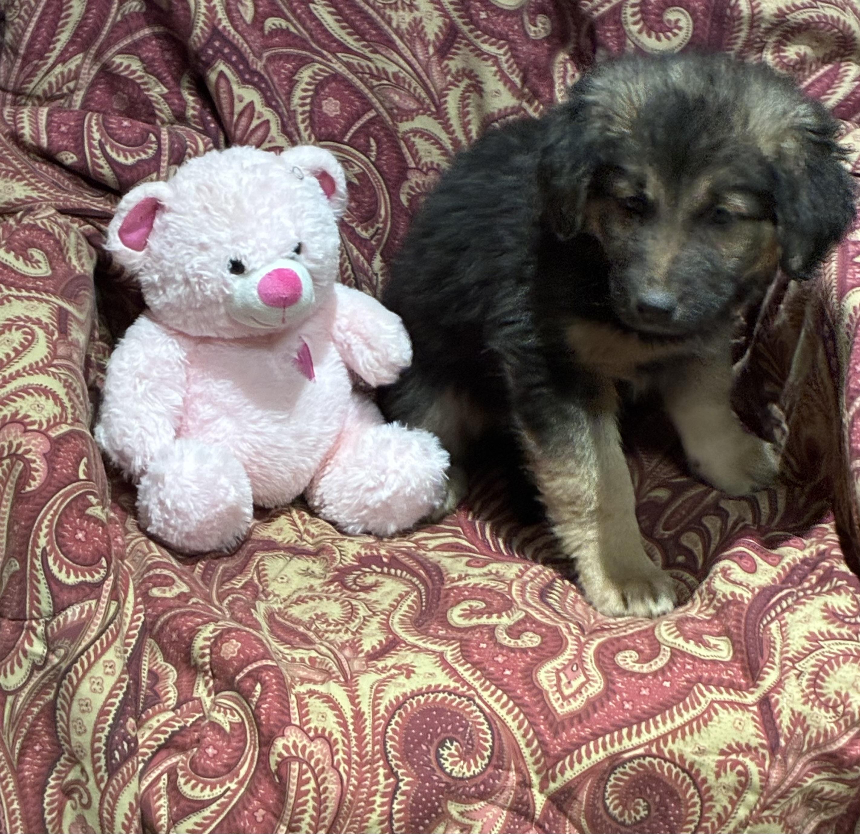 Enlarge Hershey, an adopted mixed breed in Lincoln University, PA image 3/5