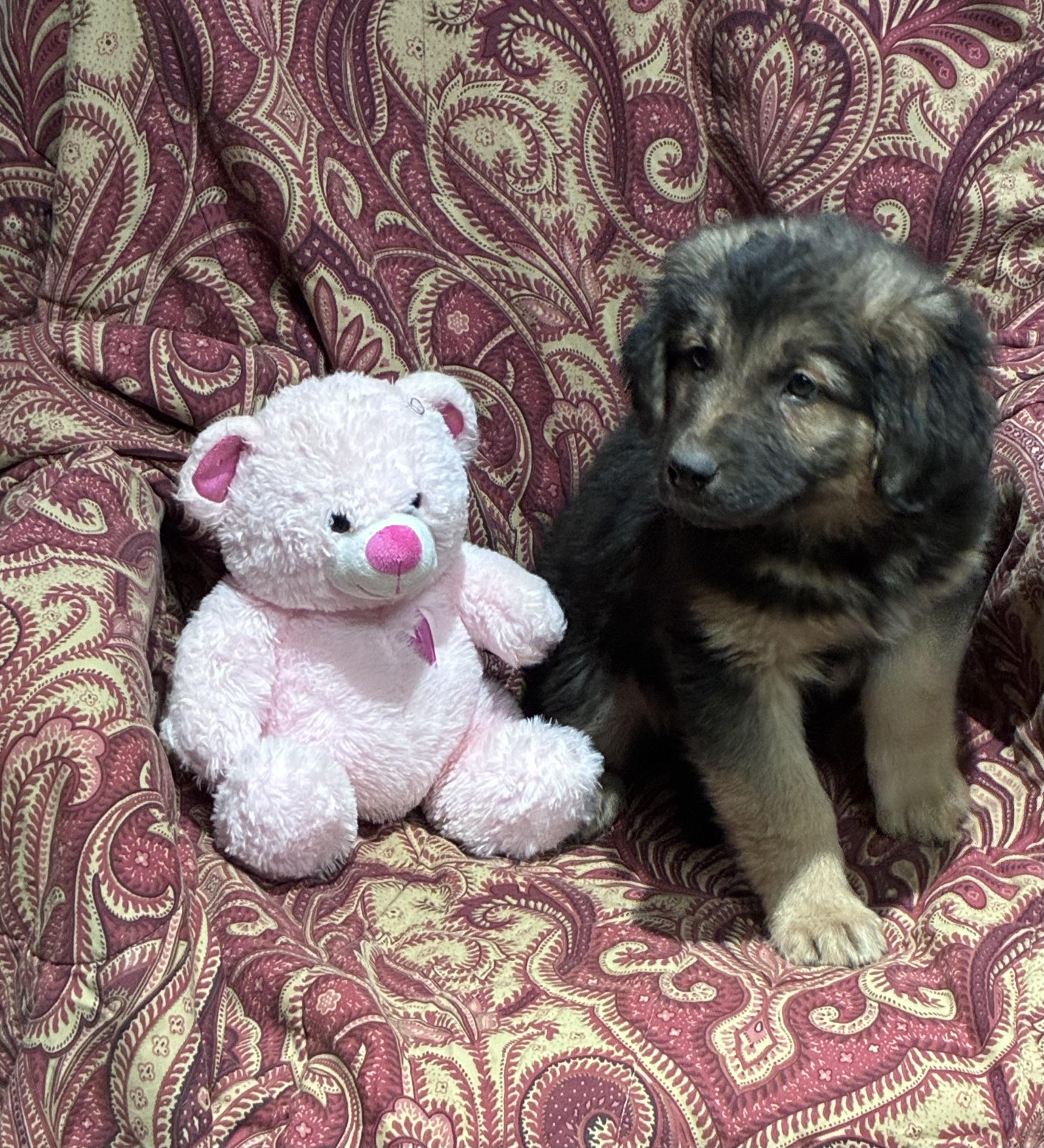 Enlarge Hershey, an adopted mixed breed in Lincoln University, PA image 4/5