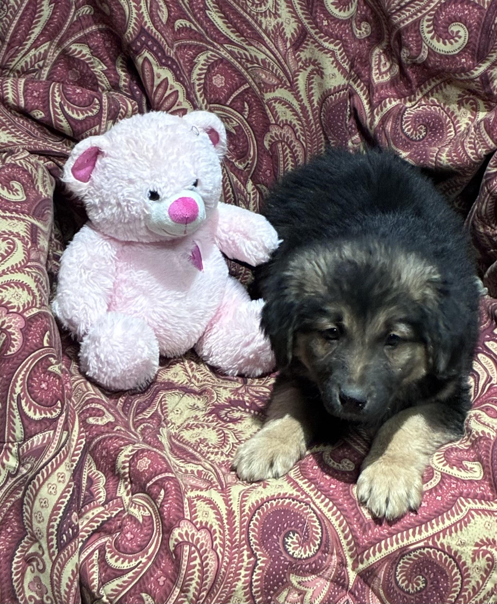 Enlarge Hershey, an adopted mixed breed in Lincoln University, PA image 5/5