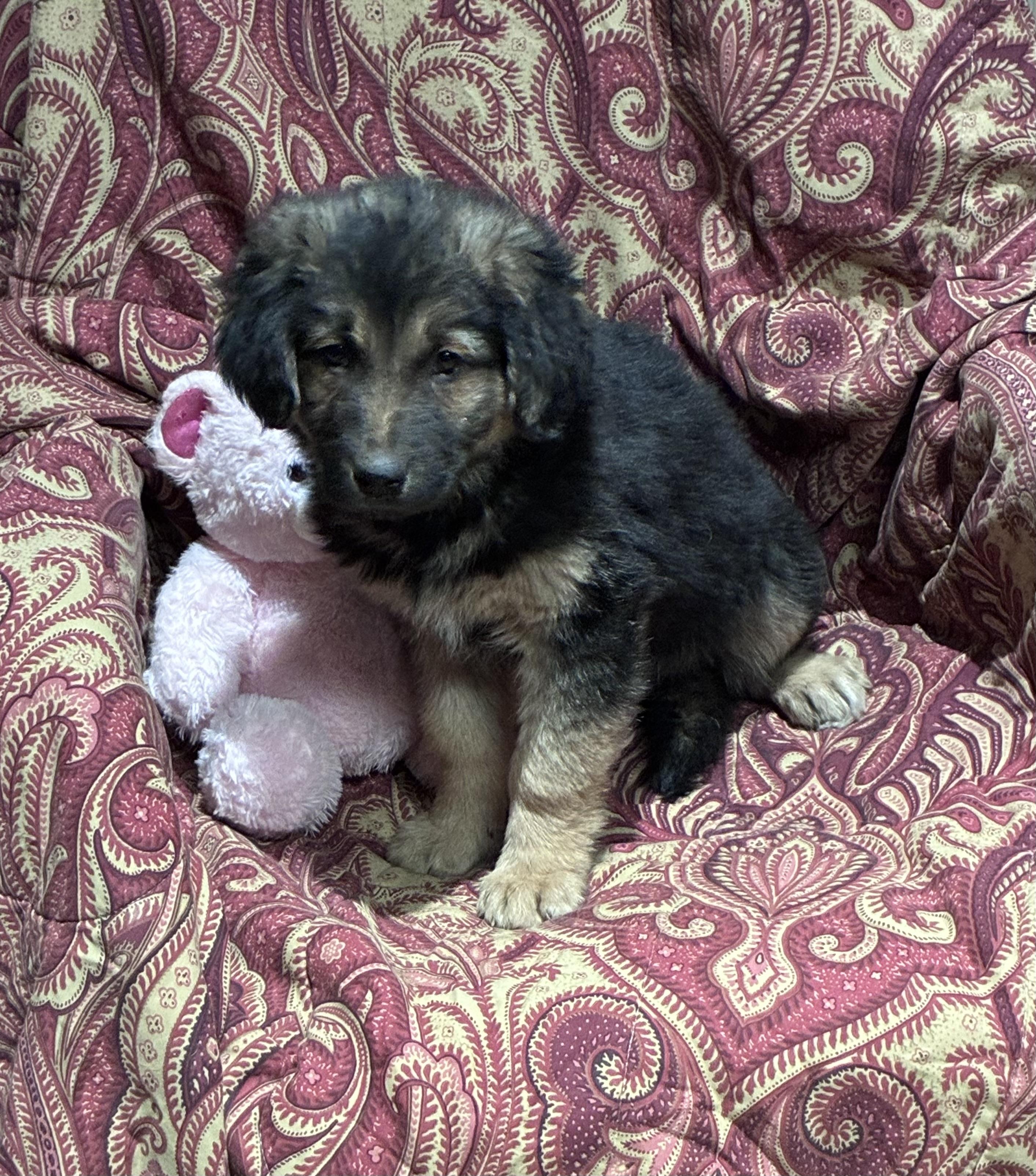 Enlarge Hershey, an adopted mixed breed in Lincoln University, PA image 2/5
