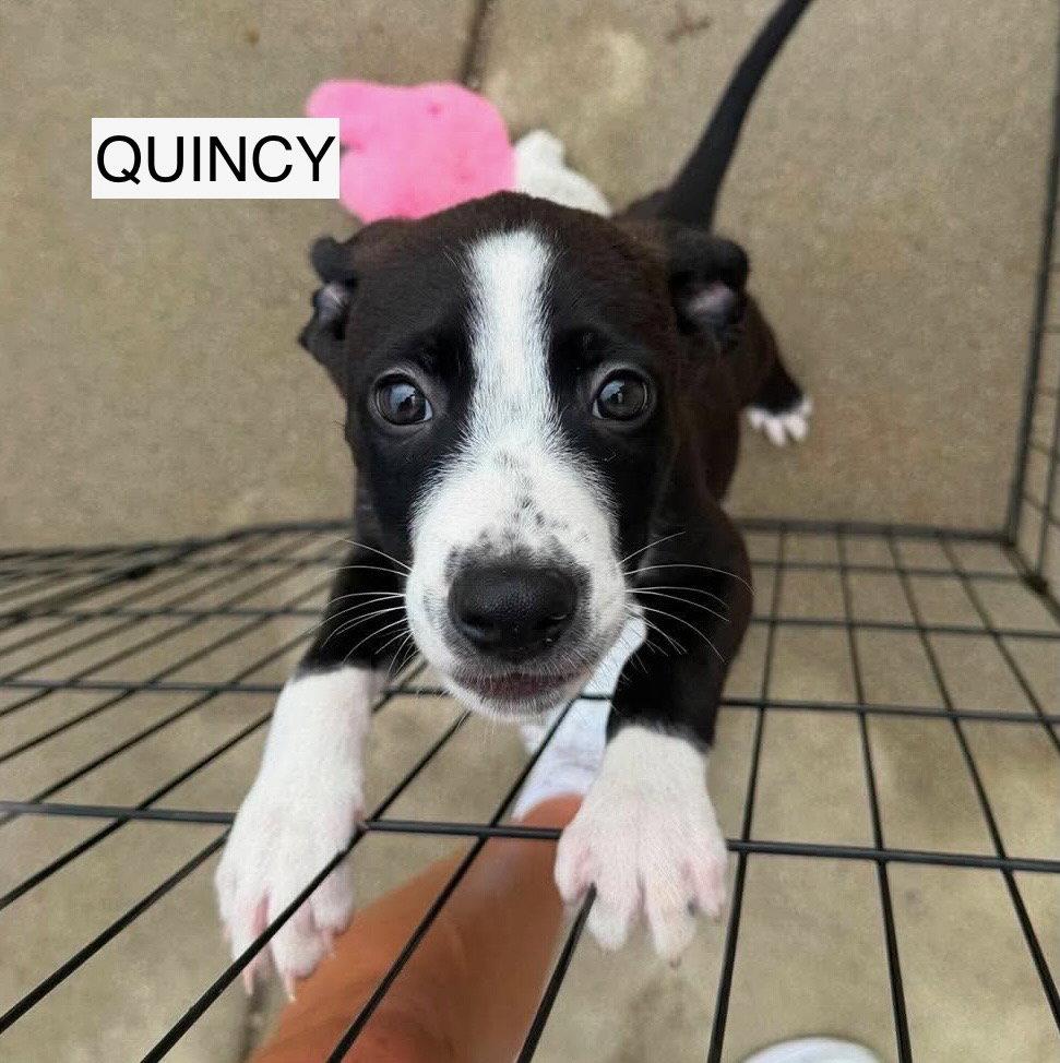 Enlarge Quincy, a Adoptable mixed breed in GILBERTS, IL image 2/3