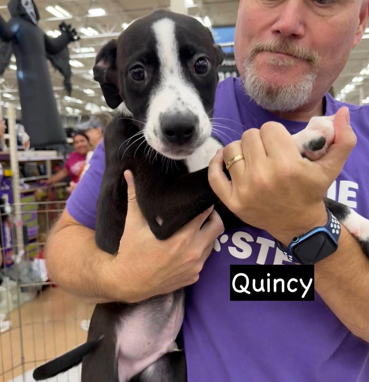 Enlarge Quincy, a Adoptable mixed breed in GILBERTS, IL image 3/3