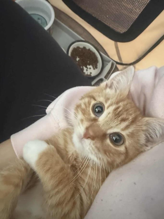 Doodle, adopted, Kitten Male Tabby.