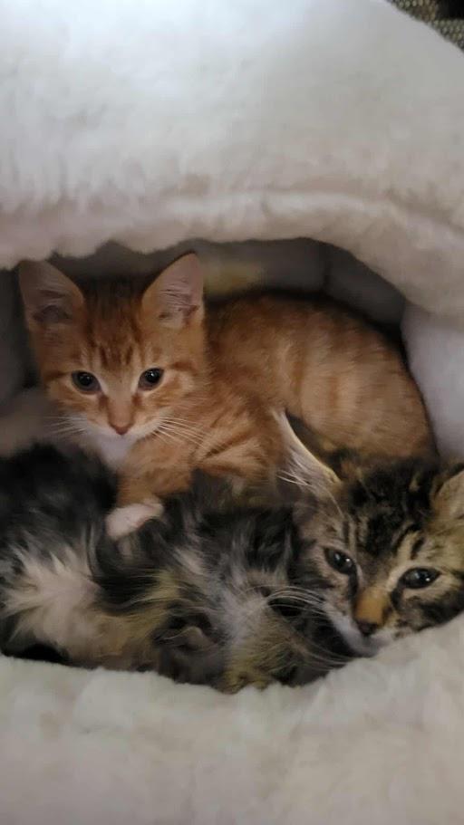 Enlarge Doodle, an adopted Tabby in Norwich, CT image 2/4