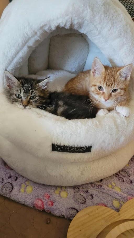 Enlarge Doodle, an adopted Tabby in Norwich, CT image 4/4